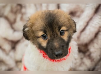 Welpe Chip-Nr. 273987 - welche liebe Familie hat ein kuscheliges Plätzchen für mich?