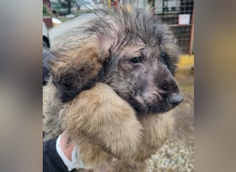 Welpe NIKI - wer schenkt mir sein Herz und ein liebevolles Zuhause?