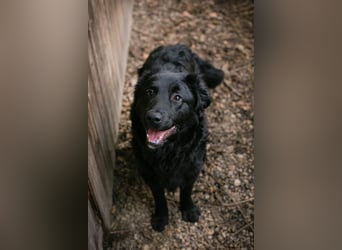 OLE - black is beautiful - der lustige und brave Junge sucht ein tolles Für-Immer Zuhause!