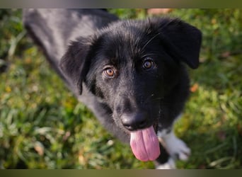 SENTA - diese tolle Begleiterin sucht ein liebevolles Für-Immer Zuhause