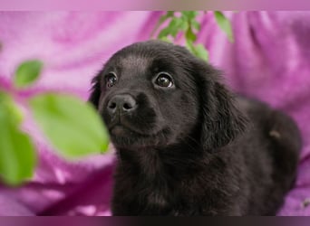 Welpe LOTTI - das goldige kleine Mädchen mit den Kulleräuglein sucht ein liebevolles Zuhause!