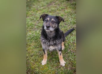 Chip-Nr. 271455 - ich  freue mich darauf, mit meinen Menschen die Welt zu entdecken!