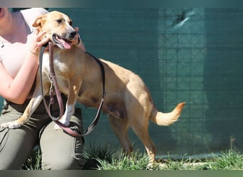 ROXY - die ausgeglichene, gesellige Hündin möchte DEIN Herz erobern!