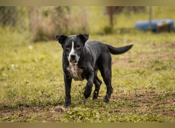 SHERLOCK - der liebe, fitte Senior möchte noch mal durchstarten!