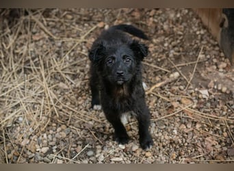 Welpe Chip-Nr. 271729 - das süße Mädel bringt ein große Portion Leben und Frohsinn in ihr Zuhause!