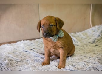 Welpe DINERO - der kleine Racker freut sich auf ein tolles Leben mit seinen Menschen!