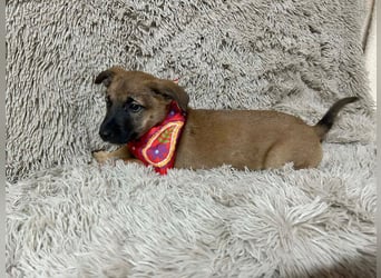 Welpe Chip-Nr. 273268 - welche liebe Familie zeigt mir, wie schön ein Hundeleben sein kann?