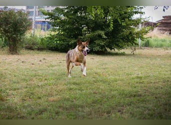 Chip-Nr. 172406 - dieser ältere Herr freut sich auf tolle Abenteuer mit seinen Menschen