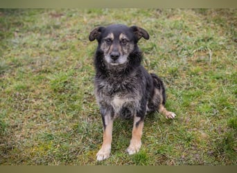 Chip-Nr. 271455 - ich  freue mich darauf, mit meinen Menschen die Welt zu entdecken!