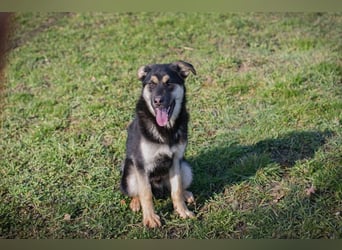 Chip-Nr. 260490 - wenn ich groß bin möchte ich ein richtiger Familienhund sein!