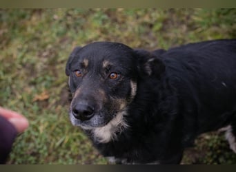 Chip-Nr. 256305 - ich freue mich darauf, mit meinen Menschen die Welt zu entdecken!