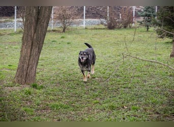 Chip-Nr. 271455 - ich  freue mich darauf, mit meinen Menschen die Welt zu entdecken!