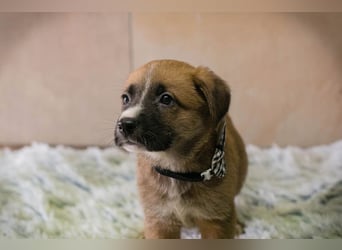 Welpe Chip-Nr. 256861 - ich suche einen Namen und am besten auch gleich ein eigenes Zuhause!