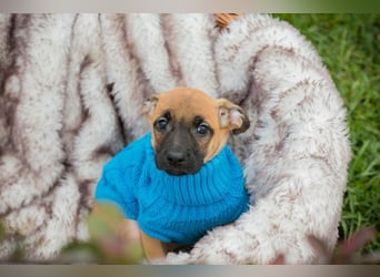 Welpe Chip-Nr. 266138 - wenn ich groß bin möchte ich ein richtiger Familienhund sein!