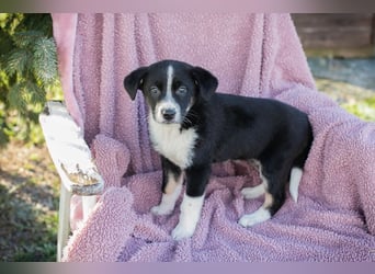 Welpe ORIANA - das süße, neugierige Mädchen wartet sehnsüchtig auf eine eigene Familie