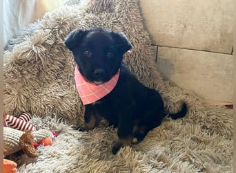 Welpe MIRA - na, kleines Mädchen, heute schon geknuddelt?