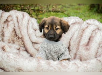 Welpe ARNIE - ich freue mich auf tolle Abenteuer mit meiner Familie!