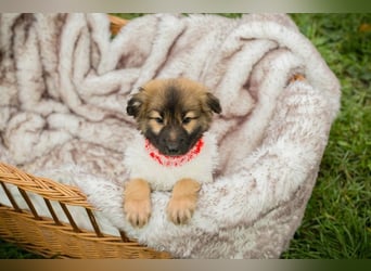 Welpe Chip-Nr. 273987 - welche liebe Familie hat ein kuscheliges Plätzchen für mich?