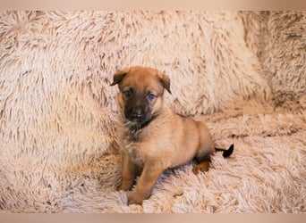 Welpe DUPLO - ich wünsche mir eine Familie, die mich liebt und nie mehr alleine lässt!