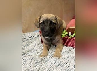 Welpe Chip-Nr. 256271 - wenn ich groß bin möchte ich eine richtige Familienhündin sein!