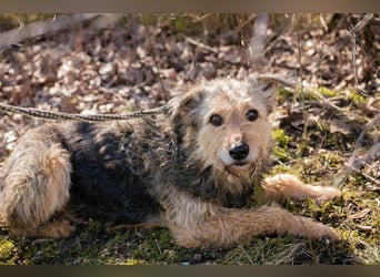 HERMANN - der zurückhaltende, ältere Strubbel ist auf der Suche nach Liebe und Geborgenheit