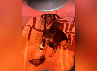 Welpe Chip-Nr. 275733 - ich bringe eine große Portion Leben und Frohsinn in dein Zuhause!