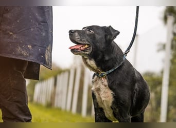 SHERLOCK - der liebe, fitte Senior möchte noch mal durchstarten!