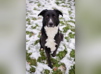 BUONAVITA - die süße Maus freut sich auf das Leben in einer eigenen lieben Familie!