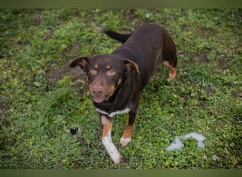 FREYA - zeigst du mir, wie ein liebevolles und glückliches Hundeleben aussieht?