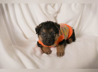 Welpe BUENO - wenn ich groß bin möchte ich eine richtige Familienhündin sein!