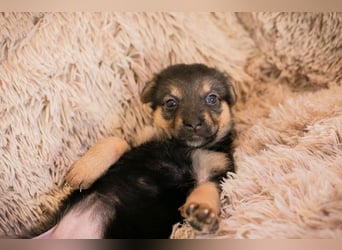 Welpe TWIX - wer verliebt sich in die kleine Maus und schenkt ihr ein liebevolles Zuhause?