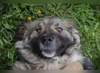 SKADI - die fröhliche und brave Hündin sucht ein tolles Für-Immer Zuhause!