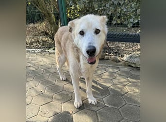 NOBBY - der herzensgute Senior wünscht sich noch ein liebes Zuhause und ein warmes Körbchen...