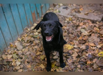 BARNEY - black is beautiful - ich träume von tollen Abenteuern mit meinen Menschen