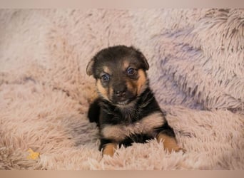 Welpe TWIX - wer verliebt sich in die kleine Maus und schenkt ihr ein liebevolles Zuhause?