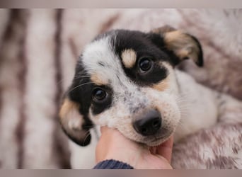 Welpe Chip-Nr. 253319 - die kleine Maus wartet sehnsüchtig auf eine eigene Familie!