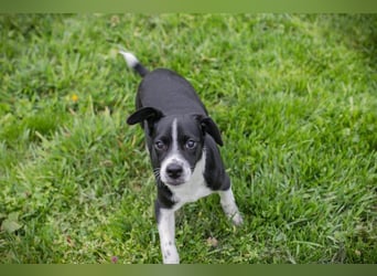 Welpe HUBSI - der fröhliche und lebhafte kleine Junge sucht eine unternehmungslustige Familie!