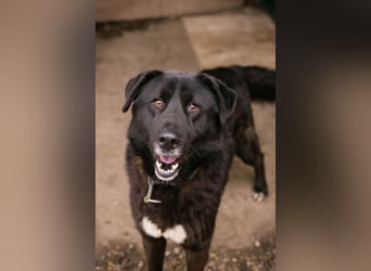 RIO - der aufgeschlossene Rüde hat keine Berührungsängste und spielt sehr gerne!