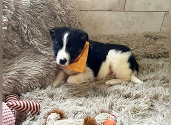 Welpe MILA - kuscheln, lernen, spielen - wer schenkt mir ein tolles Für-Immer Zuhause?