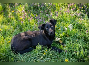 Welpe Chip-Nr. 258412 - lernnen, kuscheln, spielen - wer schenkt mir ein Zuhause?