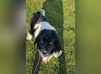 CRNI - der neugierige und aktive Rüde sucht eine unternehmungslustige Familie!