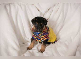 Welpe MARS - der kleine Racker träumt von tollen Abenteuern mit seiner Familie