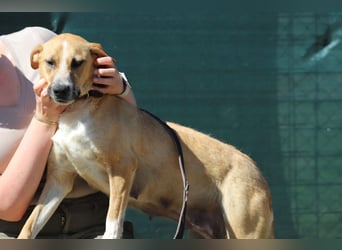 ROXY - die ausgeglichene, gesellige Hündin möchte DEIN Herz erobern!