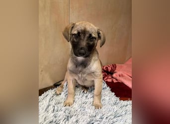 Welpe Chip-Nr. 256271 - wenn ich groß bin möchte ich eine richtige Familienhündin sein!