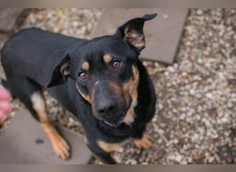 MARLEY - ich suche ein tolles Zuhause!