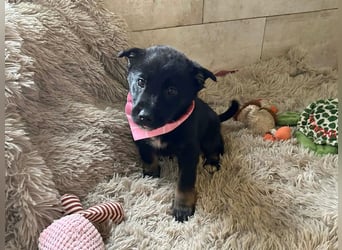 Welpe MIRA - na, kleines Mädchen, heute schon geknuddelt?