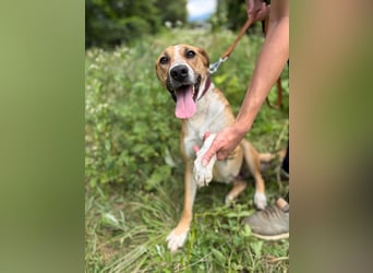 ROXY - die ausgeglichene, gesellige Hündin möchte DEIN Herz erobern!