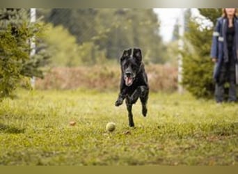 HANS - auf der Suche nach einer tollen Familie - der freundliche Rüde Hans!