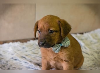 Welpe DINERO - der kleine Racker freut sich auf ein tolles Leben mit seinen Menschen!