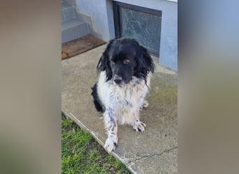 CRNI - der neugierige und aktive Rüde sucht eine unternehmungslustige Familie!